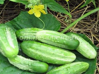 Огурец Конкурент