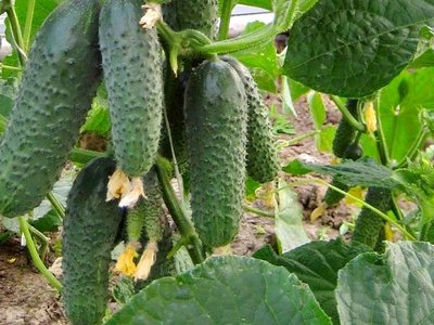 Огурец Кураж F1