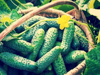 Огурец Лилипут F1