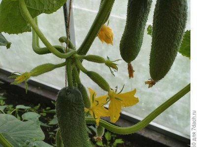 Огурец Малышок F1