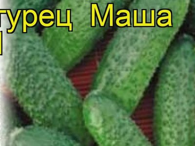 Огурец Маша F1