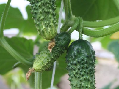 Огурец Мурашка F1