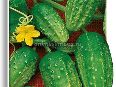 Огурец Муромский 36