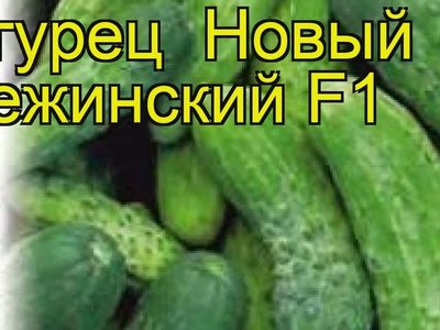 Огурец Нежинский