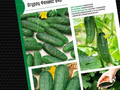 Огурец Феникс 640
