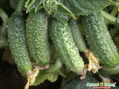 Огурец Престиж F1