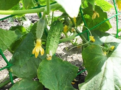 Огурец Родничок F1