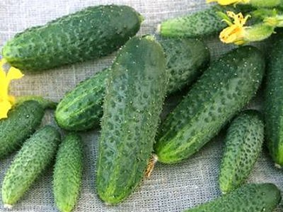 Огурец Щедрик F1