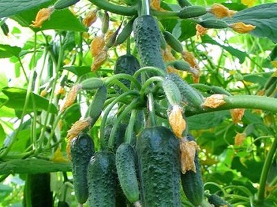 Огурец Сибирская гирлянда F1