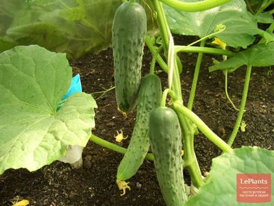 Огурец Зозуля