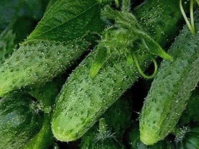 Огурец Зятёк F1