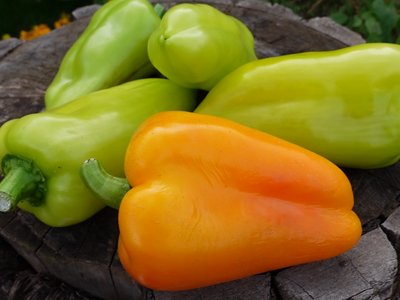 Перец Абрикосовая фаворитка