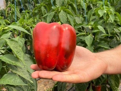 Перец Авангард