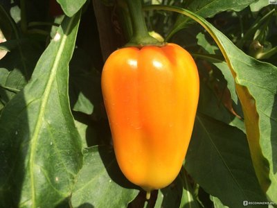 Перец Белозёрка