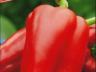 Перец Клаудио F1