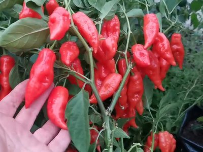 Перец Хабанеро