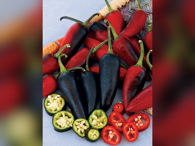 Халапеньо пурпурный (Jalapeno Purple) — Перец