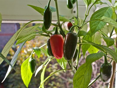 Перец Халапеньо