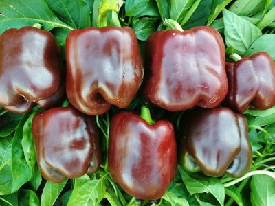 Перец Джемини F1