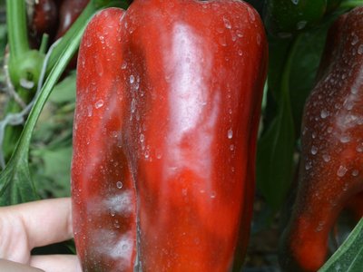 Перец Какаду F1