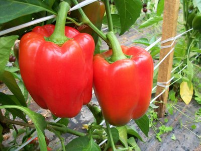 Красный бык F1