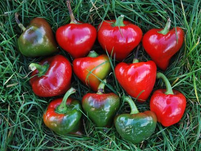 Перец Ласточка