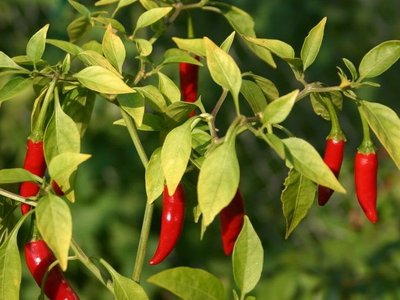 Перец Огонёк