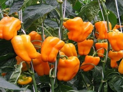 Перец Оранжевое чудо F1