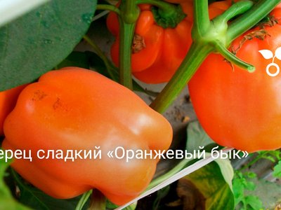 Перец Оранжевый бык F1