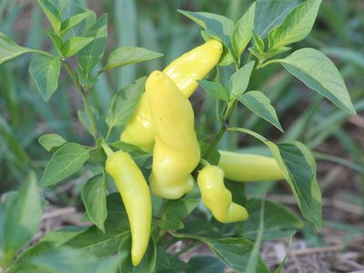 Венгерский жёлтый восковой