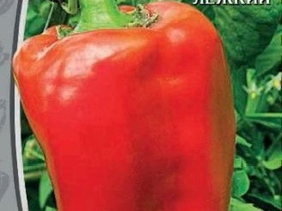 Воловье ухо