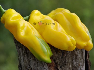 Перец Жёлтый буйвол