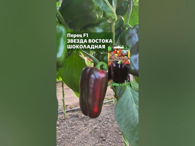 Перец Звезда Востока шоколадная F1
