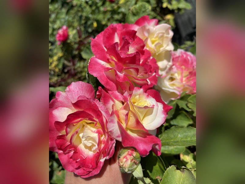 Роза Дабл Делайт — Роза