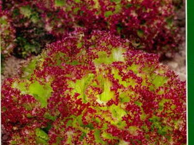 Лолло Росса