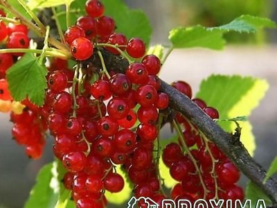 Каскад