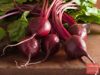 Холодостойкая 19