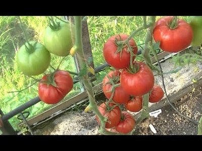 Томат Абаканский розовый