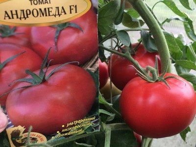 Андромеда F1