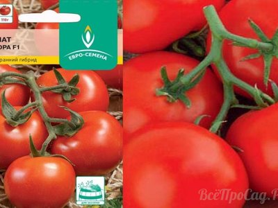 Томат Аврора F1