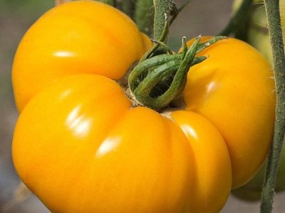 Брендивайн