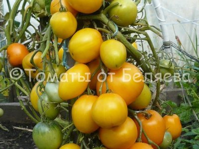Томат Буян F1