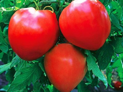 Бычье сердце