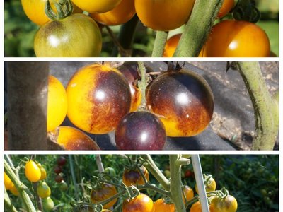 Томат Черри Блеск F1