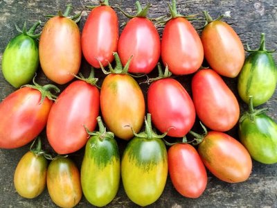 Томат Чио-чио-сан