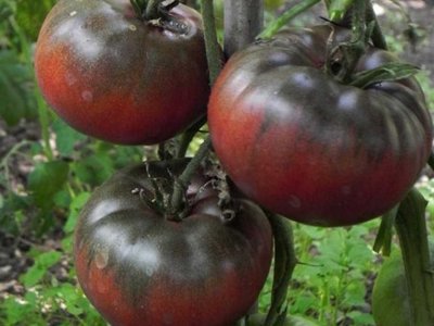 Томат Чёрный принц