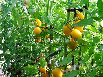 Томат Де Барао