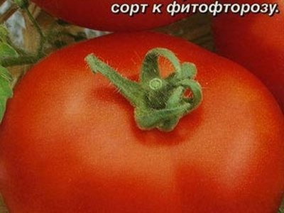 Томат Дубок (Дубрава)