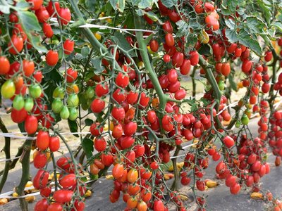 Томат Финик красный