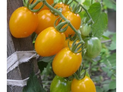 Финик жёлтый